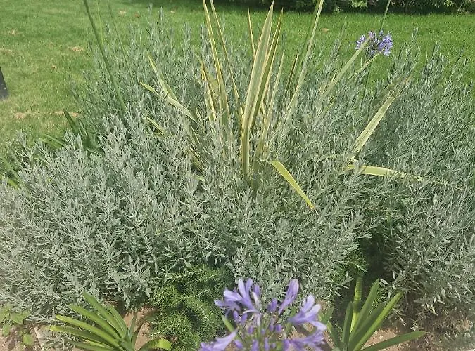 Elios Badino Terracina